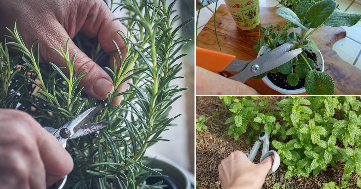 Grow Herbs from Cuttings