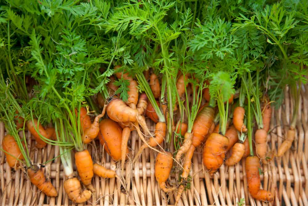 If your homegrown carrots often wind up looking like this, then you need to keep reading.