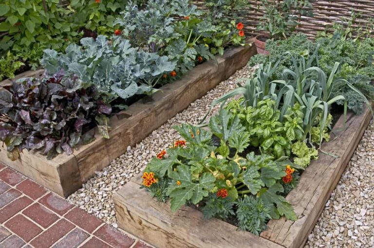 Paired Planting 30 Companion Planting Pairs for a Productive Garden