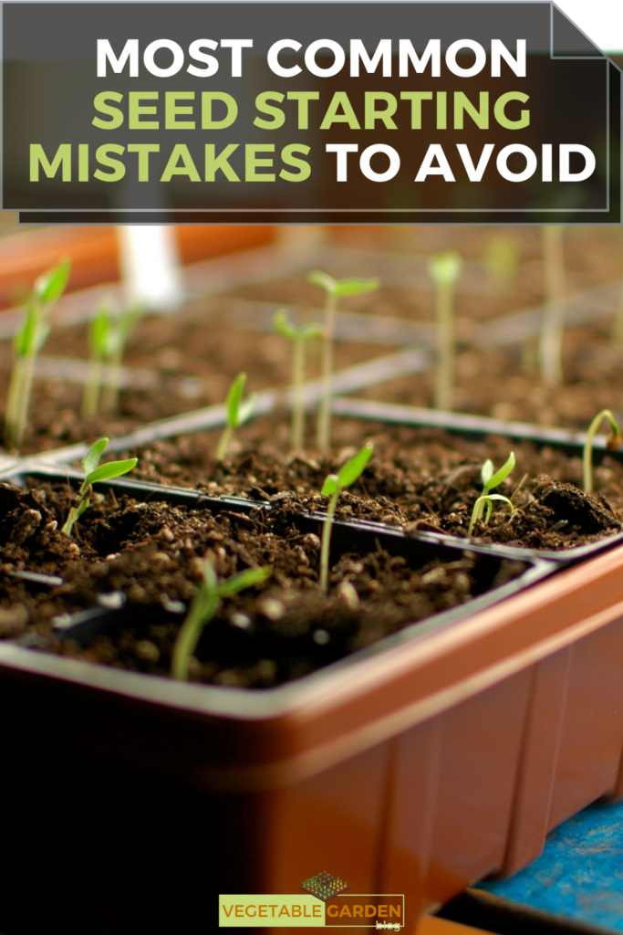 Most Common Seed Starting Mistakes to Avoid
