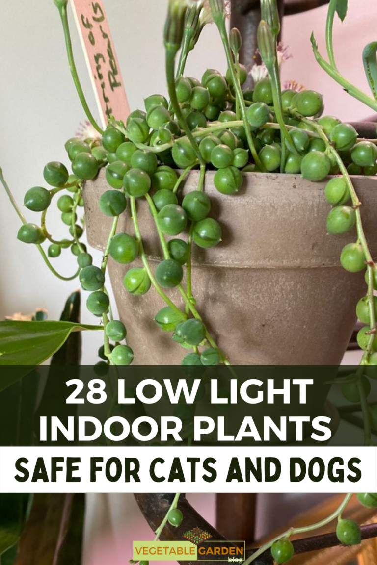 28 Low Light Indoor Plants Safe for Cats and Dogs