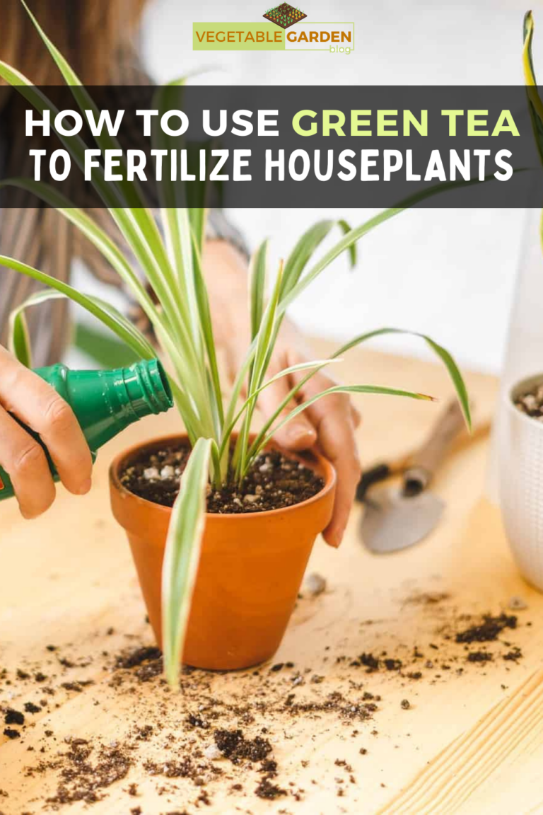 How To Use Green Tea To Fertilize Houseplants