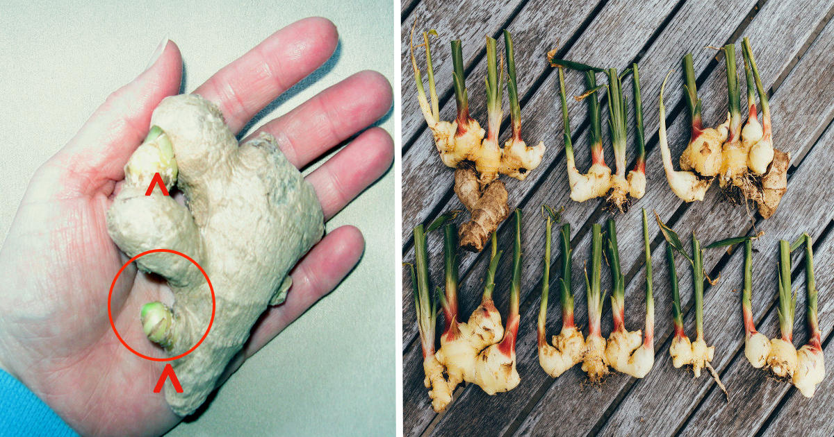 How to Grow Lots of Ginger in Containers