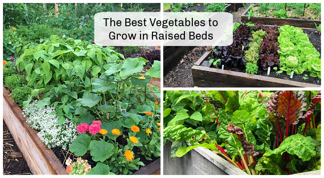 Top 11 Summer Veggies To Grow In A Raised Bed