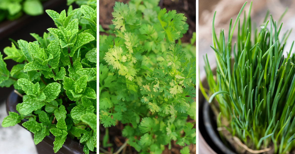 10 Herbs That Grow Well In Shade 10 Herbs That Grow Well In Shade