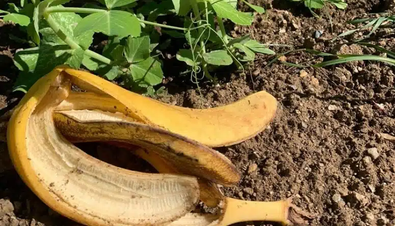 12 Ways To Use Banana Peels In Your Garden
