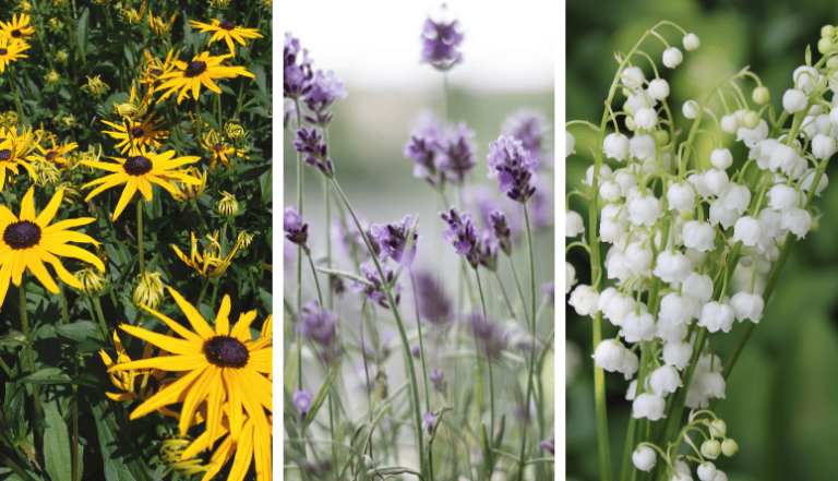 24 Perennial Flowers That Will Bloom For Years