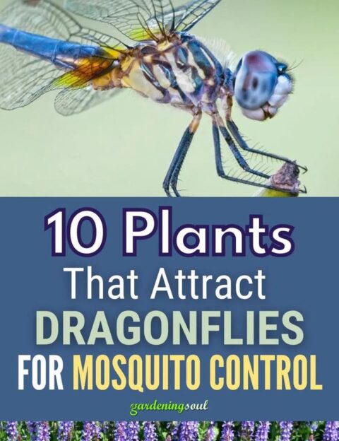 10 Plants That Attract Dragonflies for Mosquito Control