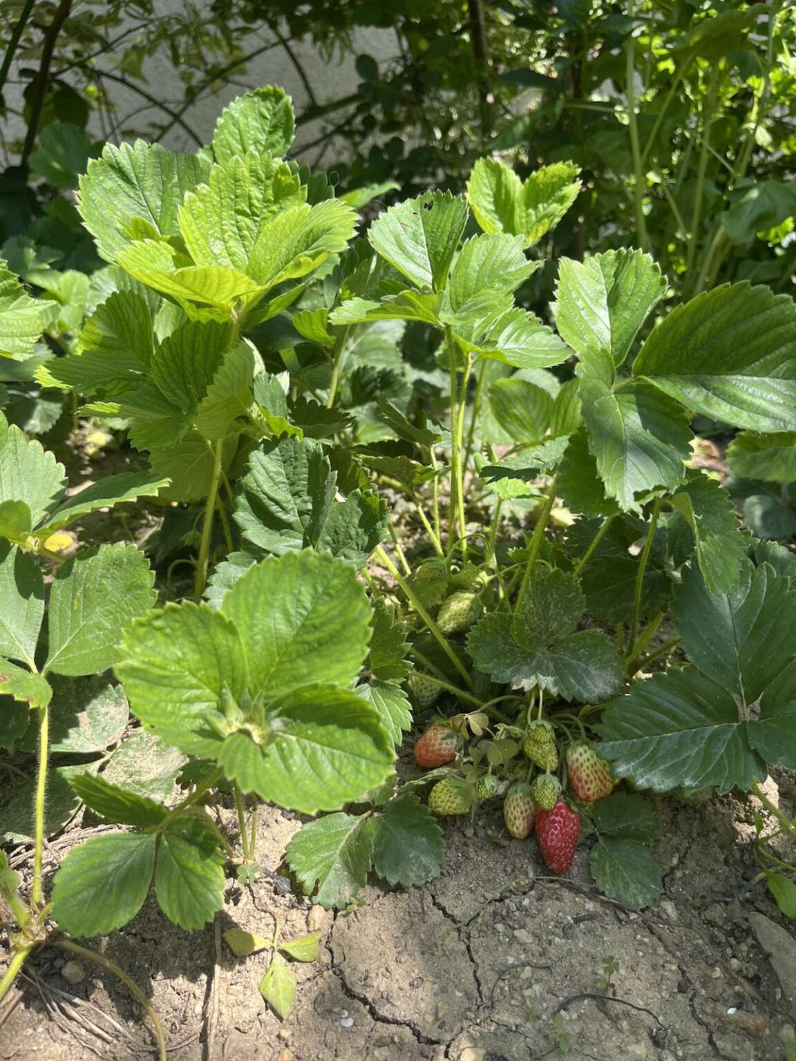 10 Best Tips For Successfully Growing Strawberries