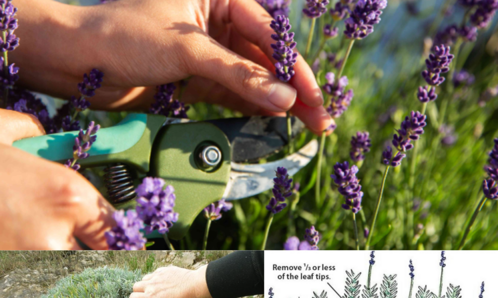 How to Prune Lavender the Right Way